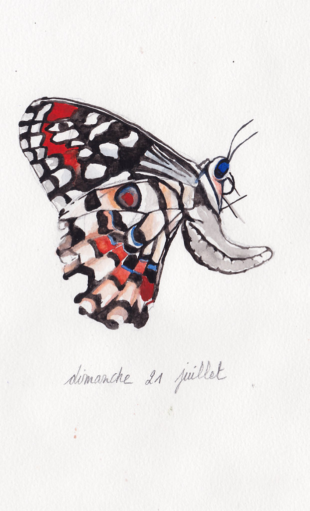 papillon.jpg
