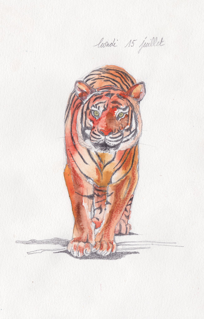 tigre.jpg