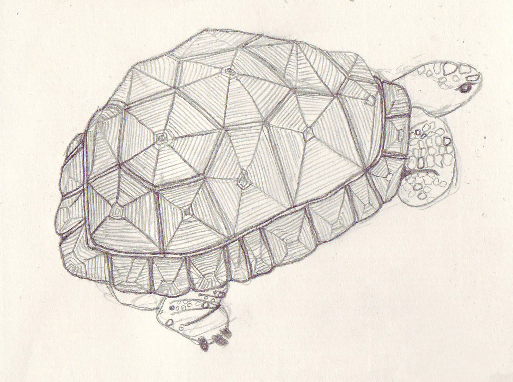 Tortue-geante-dAldabra.jpg